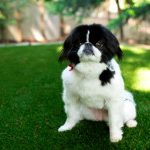 La Mesa Pet Turf Installation, Artificial Pet Turf Company