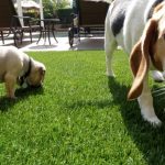 Synthetic Pet Turf Company La Mesa, Artificial Pet Grass Backyard Installation