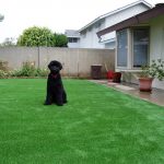 Synthetic Lawn Pet Turf La Mesa, Top Rated Artificial Grass Installation for Dogs