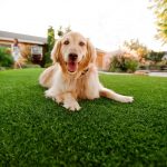 Synthetic Grass For Dogs La Mesa, Artificial Lawn Dog Run Installation