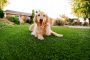 Synthetic Grass For Dogs La Mesa, Artificial Lawn Dog Run Installation