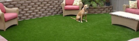 ▷7 Tips For Dog Park Makeover With Artificial Grass La Mesa