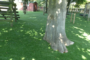 5 Tips To Put Artificial Grass Around The Tree La Mesa