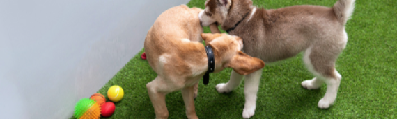 ▷How Artificial Grass Pampers Pets La Mesa?