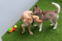 How Artificial Grass Pampers Pets La Mesa?