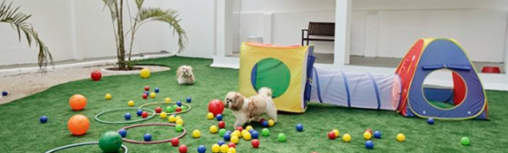 ▷5 Reasons That Artificial Grass Is Safe To Play On In La Mesa