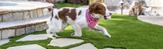 ▷5 Reasons That Artificial Turf Is Better Than Natural Grass For Your Pets In La Mesa