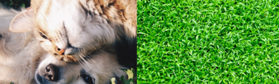 ▷7 Benefits Of Artificial Grass For Pet Owners In La Mesa