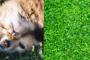 7 Benefits Of Artificial Grass For Pet Owners In La Mesa