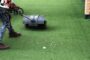 5 Tips To Brush Your Artificial Grass In La Mesa