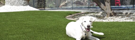 ▷5 Reasons That Artificial Grass Is Safe For Pets And Children In Flagstone Installation In La Mesa