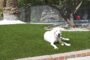 5 Reasons That Artificial Grass Is Safe For Pets And Children In Flagstone Installation In La Mesa