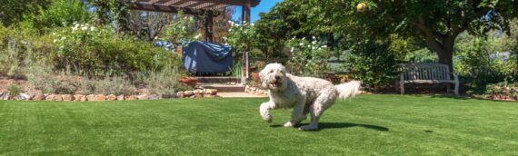 ▷5 Tips To Maintain Artificial Turf While Having Pets In La Mesa