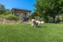 5 Tips To Maintain Artificial Turf While Having Pets In La Mesa