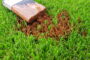 5 Tips To Immediately Remove Stubborn Stains From Artificial Grass In La Mesa